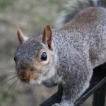london-y-zena-454-hyde-park